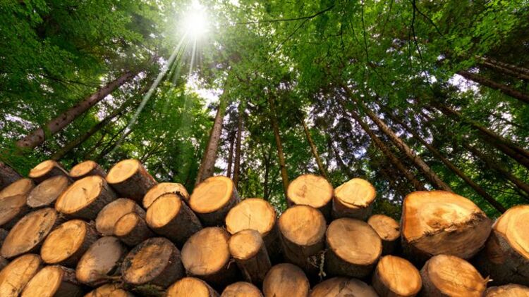 Dat-rung-san-xuat-la-gi