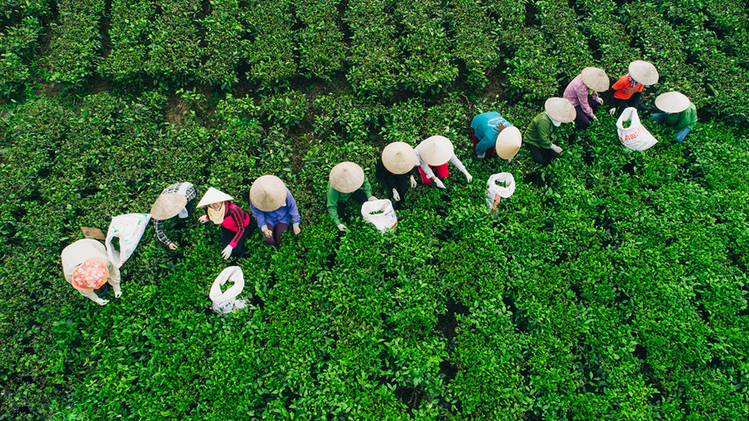 Dat-trong-cay-lau-năm-la-gi
